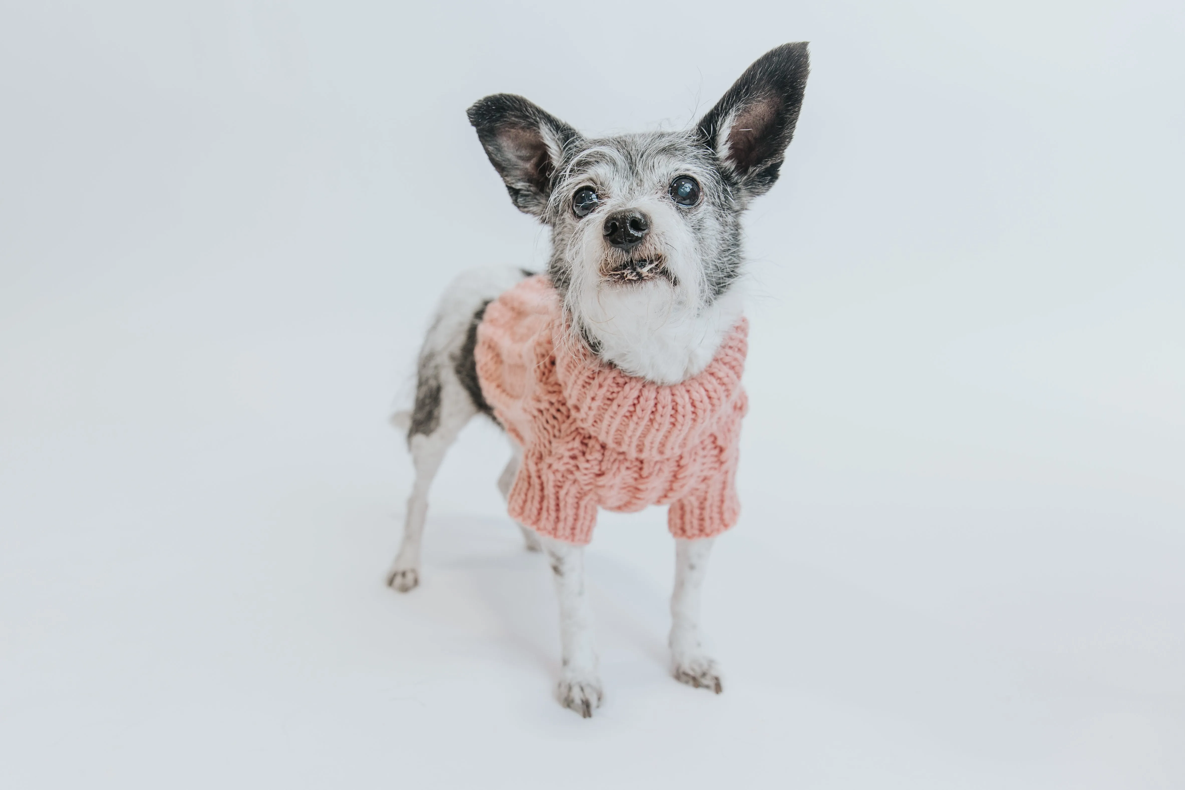 Dog Cable Knit Sweater - Pink